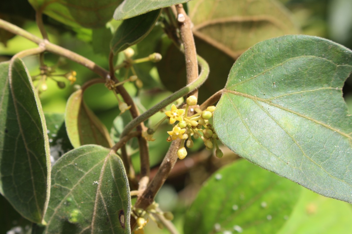 Gymnema sylvestre (Retz.) R.Br. ex Sm.